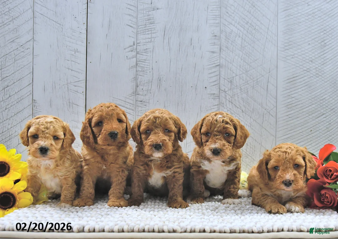 Mini Goldendoodle dogs for sale: Jamin - Ad 5