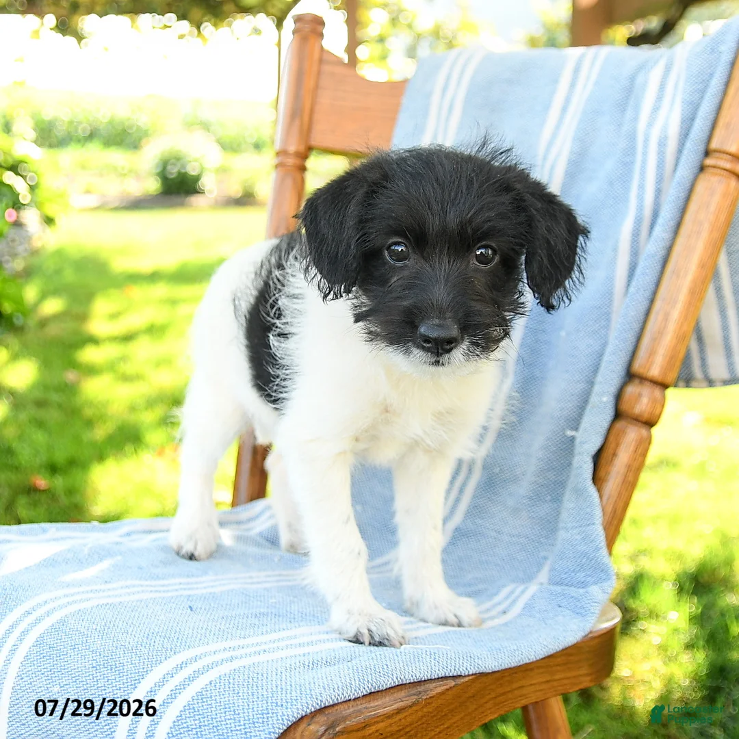 Mixed Breed dogs for sale: Rayna - Ad 2