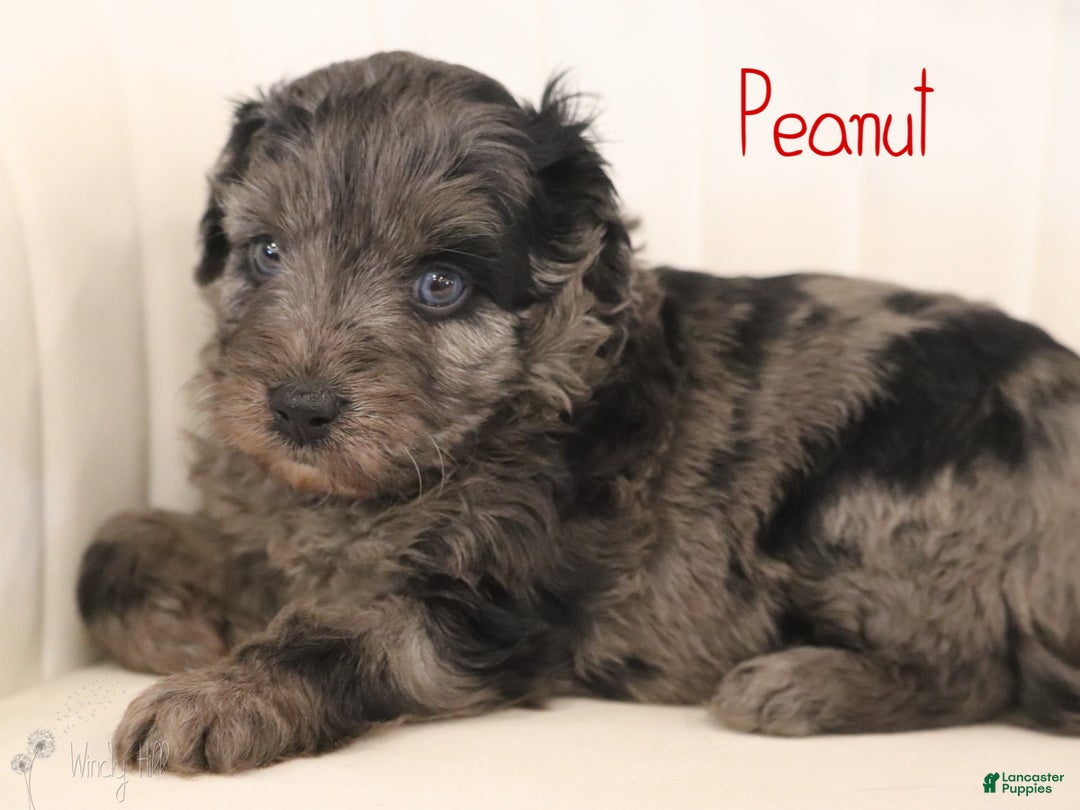 Mini Aussiedoodle dogs for sale: Peanut - Ad 1