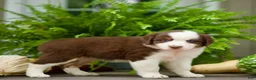 Miniature Australian Shepherd dogs for sale: Tia - Ad 4