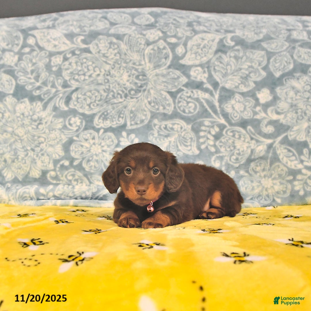 Miniature Dachshund dogs for sale: Precious - Ad 6
