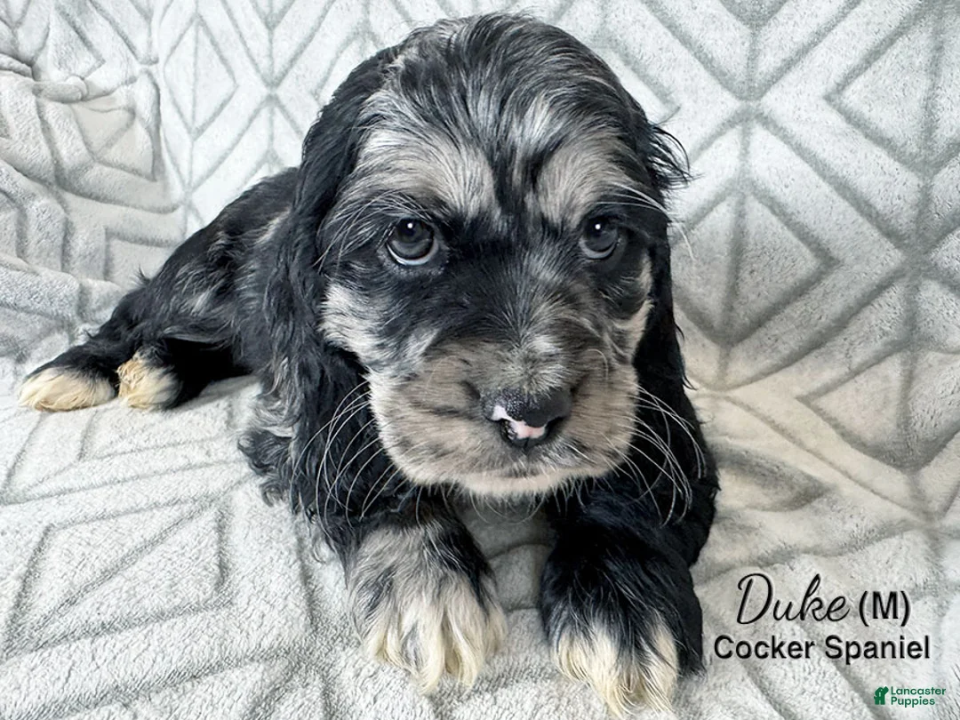 Cocker Spaniel dogs for sale: Duke - Ad 2