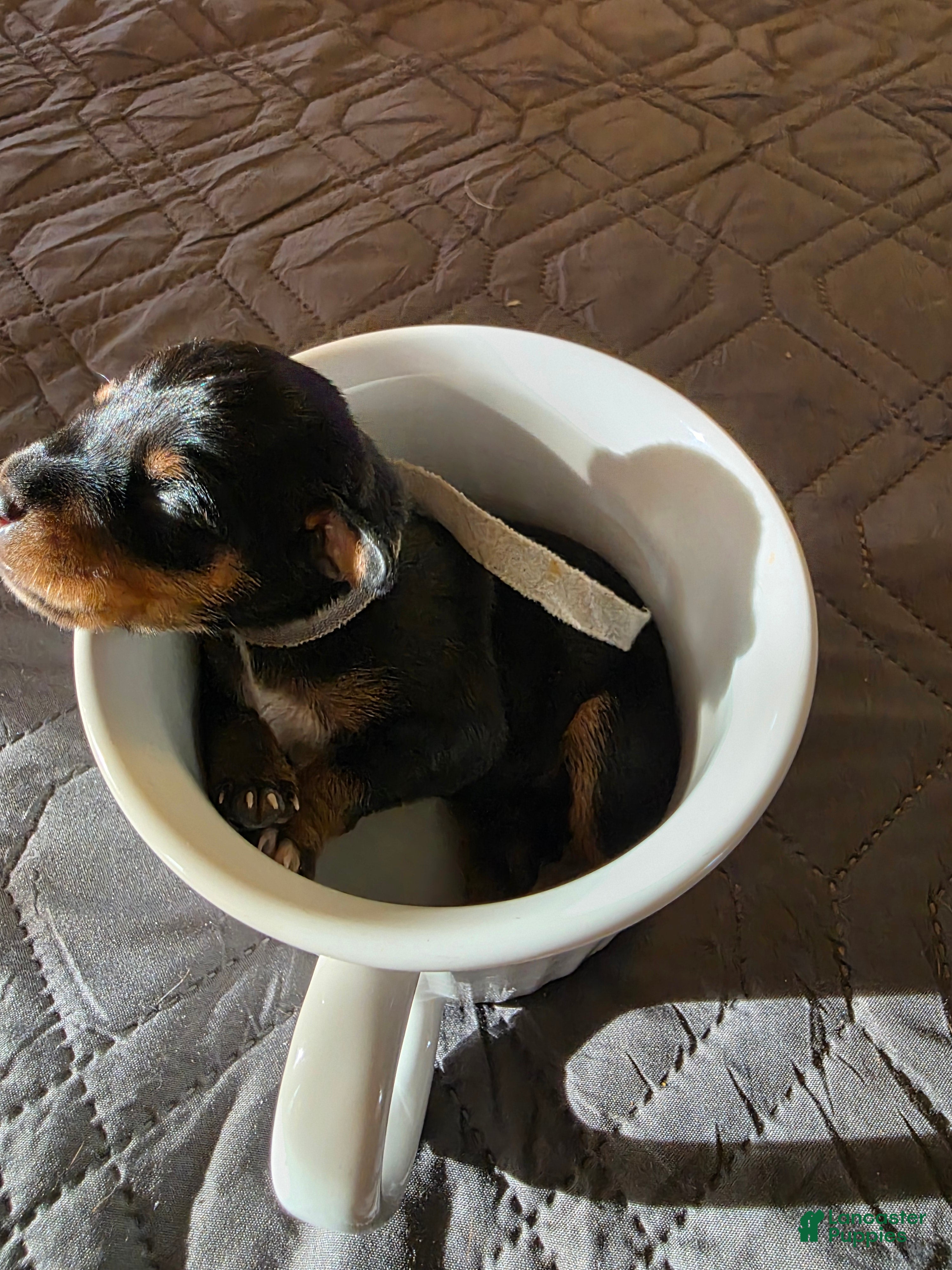 Miniature Pinscher dogs J-grey - Ad 1