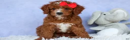 Cavapoo dogs for sale: TUCKER - Ad 17