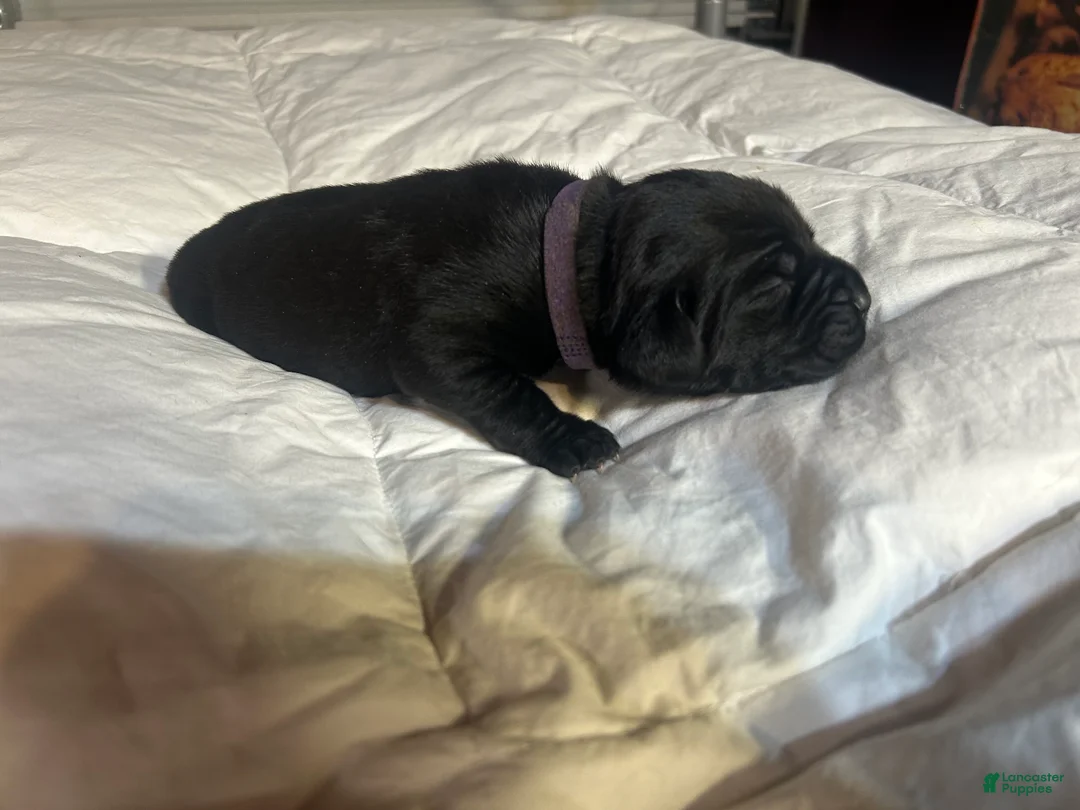 Cane Corso dogs for sale: Cane Corso Puppy 7 - Ad 2