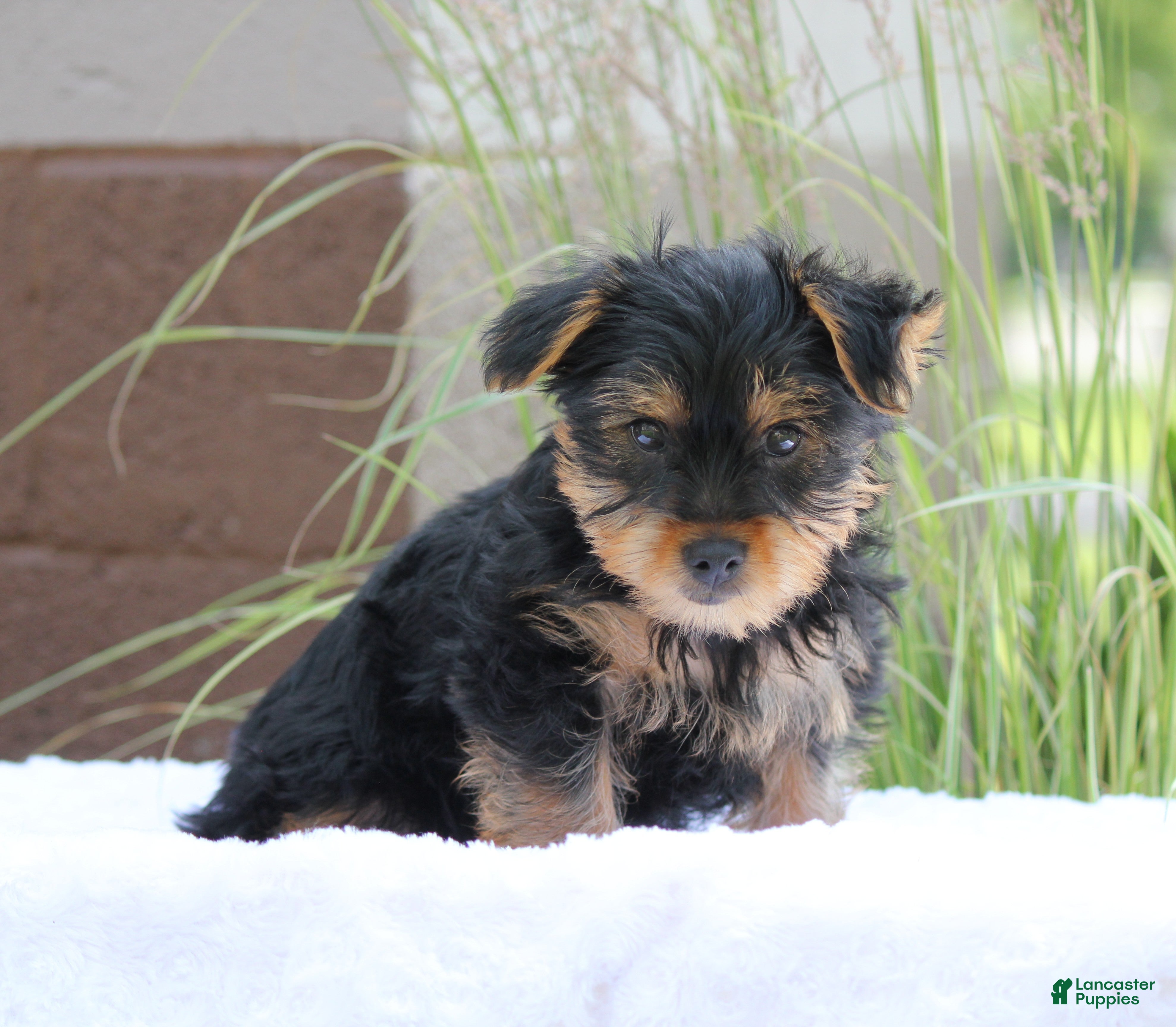 Yorkshire Terrier dogs Mocha - Ad 1