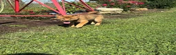 Shiba Inu dogs for sale: Keisha - Ad 1