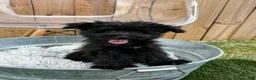 Mini Bernedoodle dogs for sale: Nitro - Ad 11