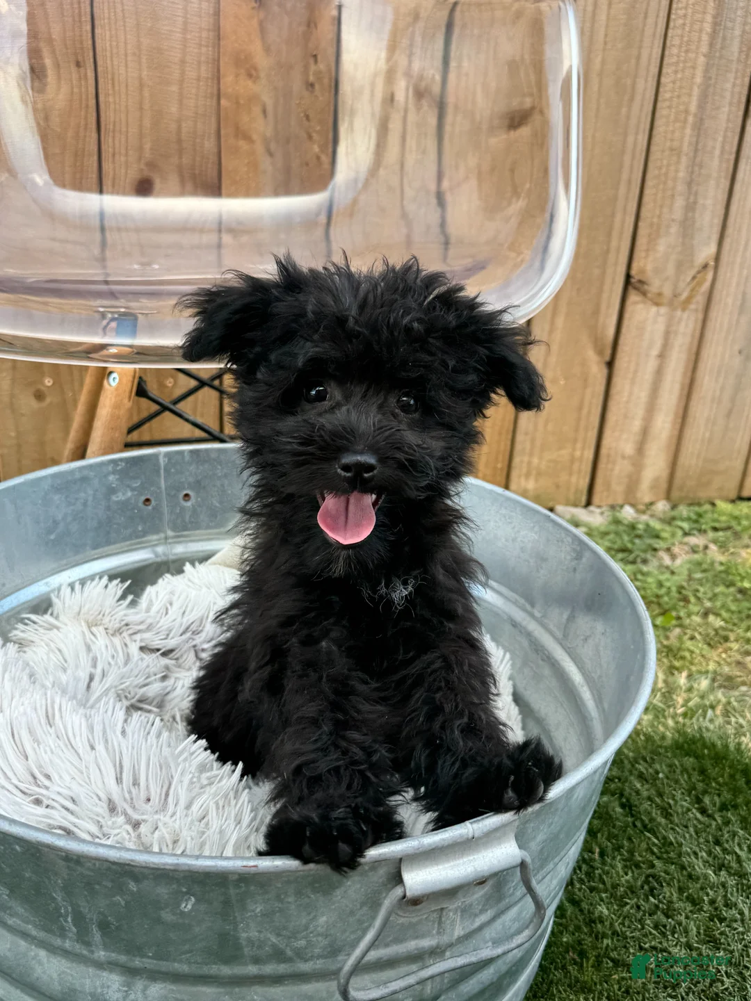 Mini Bernedoodle dogs for sale: Nitro - Ad 11