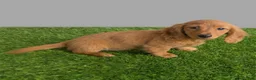 Miniature Dachshund dogs for sale: Sally - Ad 3