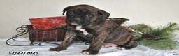 Boxer dogs for sale: Bella - Ad 2