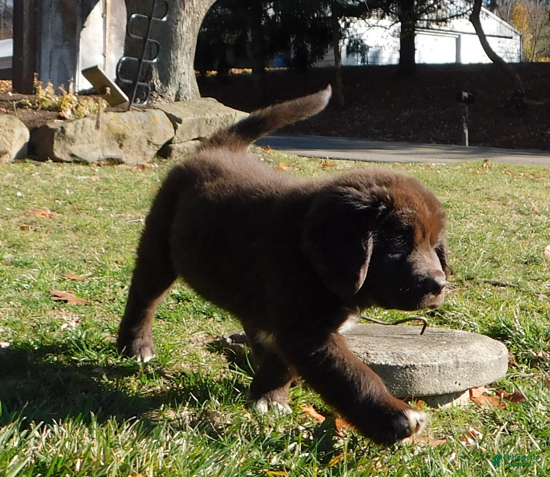 Newfoundland dogs for sale: Joey - Ad 2