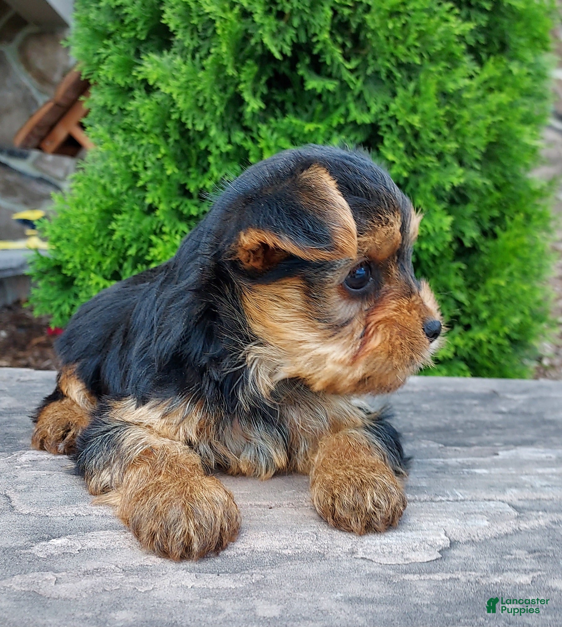 Yorkshire Terrier dogs Raine - Ad 2