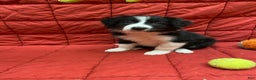 Border Collie dogs for sale: Eddie - Ad 1