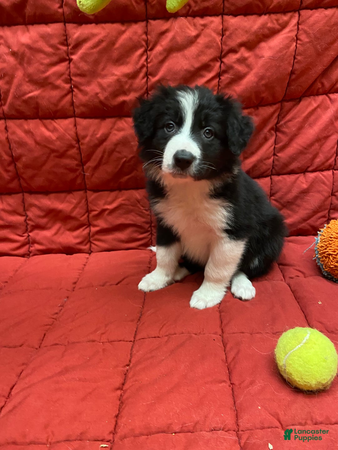 Border Collie dogs for sale: Eddie - Ad 1