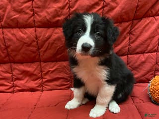 Border Collie dogs Eddie - Ad 23