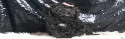Toy Poodle dogs for sale: Luna - Ad 6
