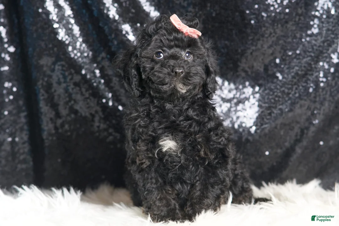 Toy Poodle dogs for sale: Luna - Ad 6