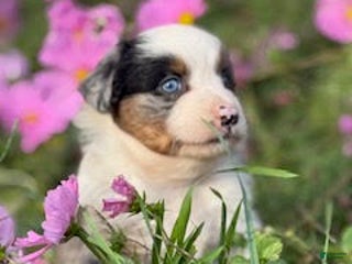 Miniature Australian Shepherd dogs - Ad 30