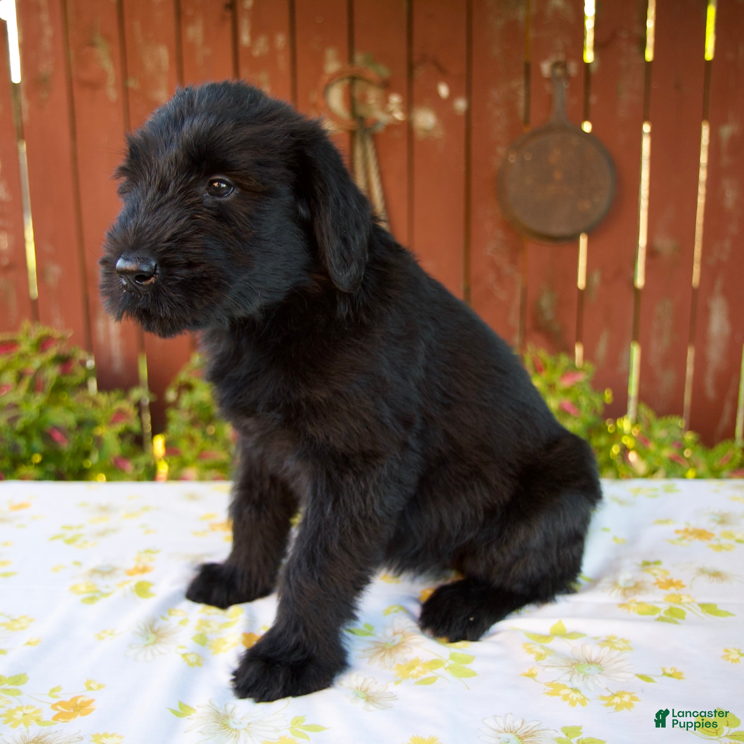 Giant Schnauzer dogs Renita - Ad 2