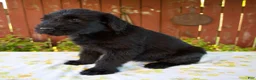 Giant Schnauzer dogs for sale: Renita - Ad 2