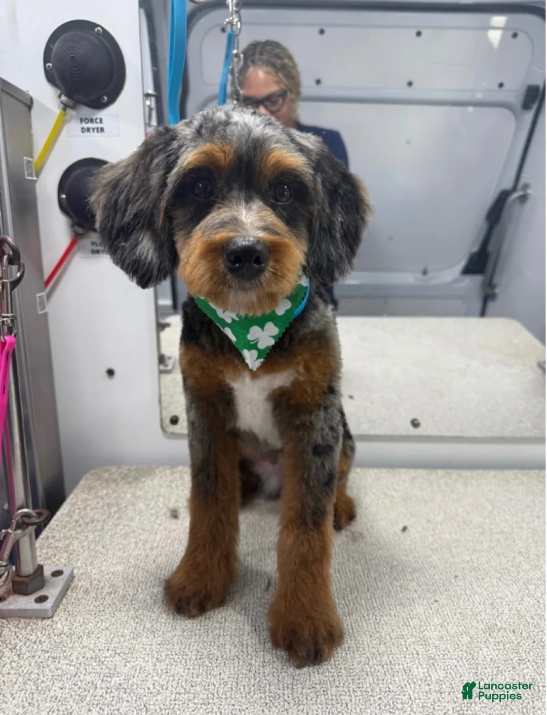 Mixed Breed dogs for sale: Honey - Ad 3