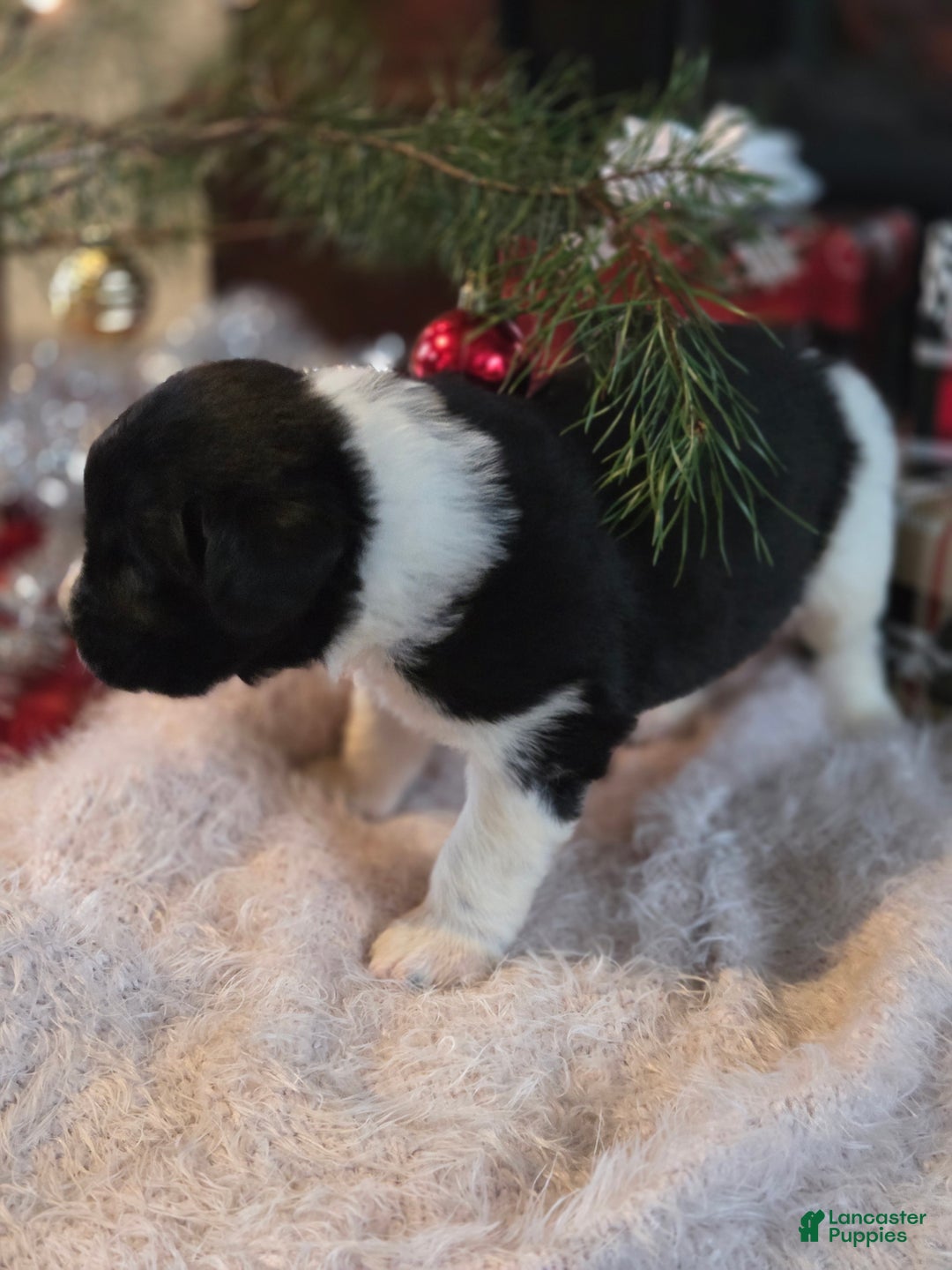 Newfoundland dogs for sale: Gusty  - Ad 4