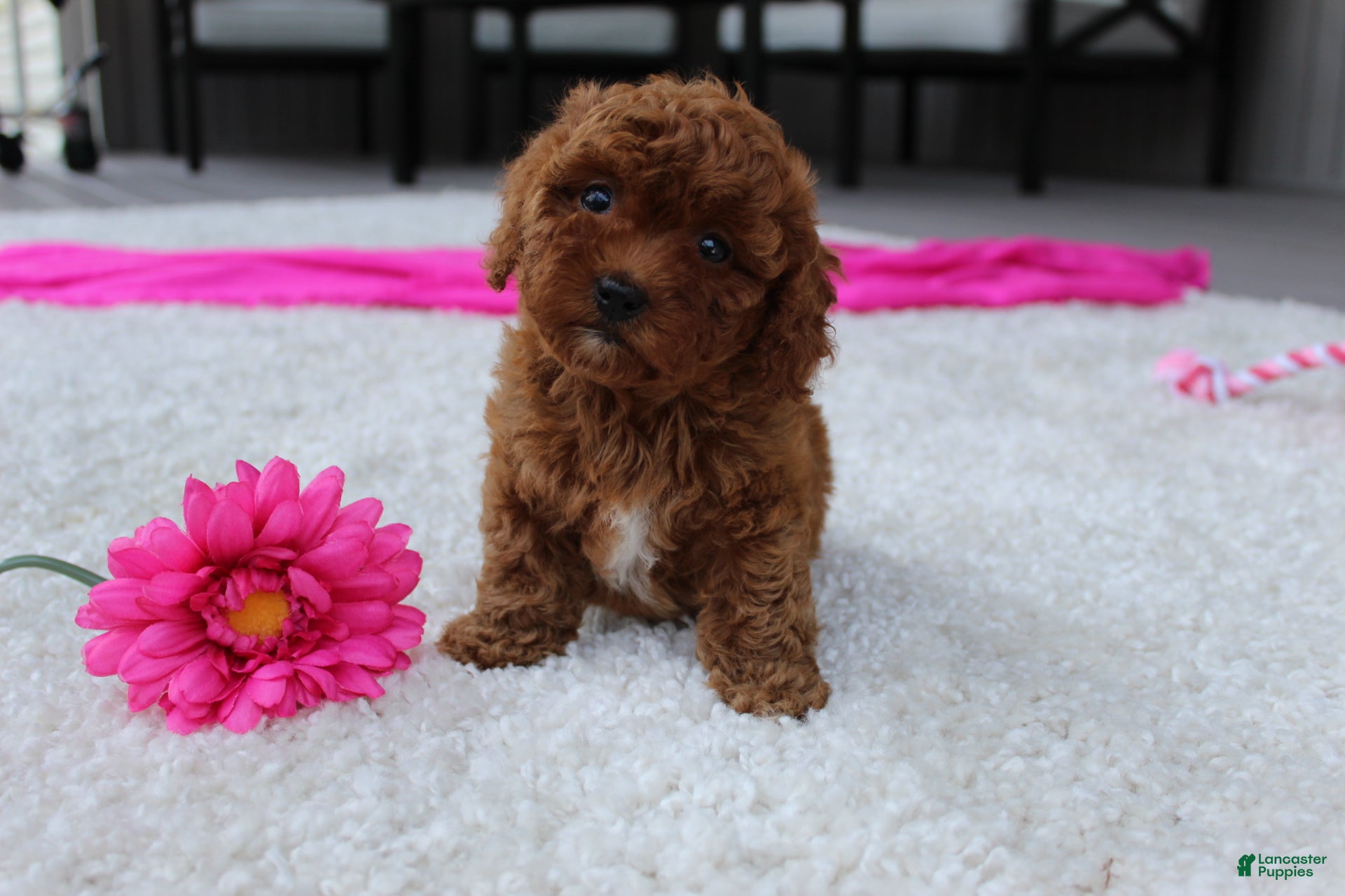 Cavapoochon dogs Molly - Ad 1