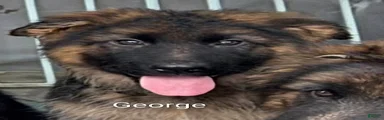 George-Male