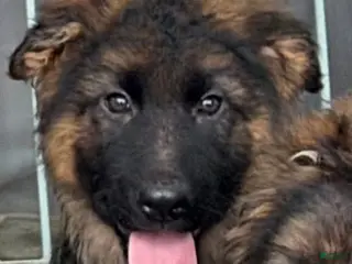 German Shepherd dogs George-Male - Ad 36