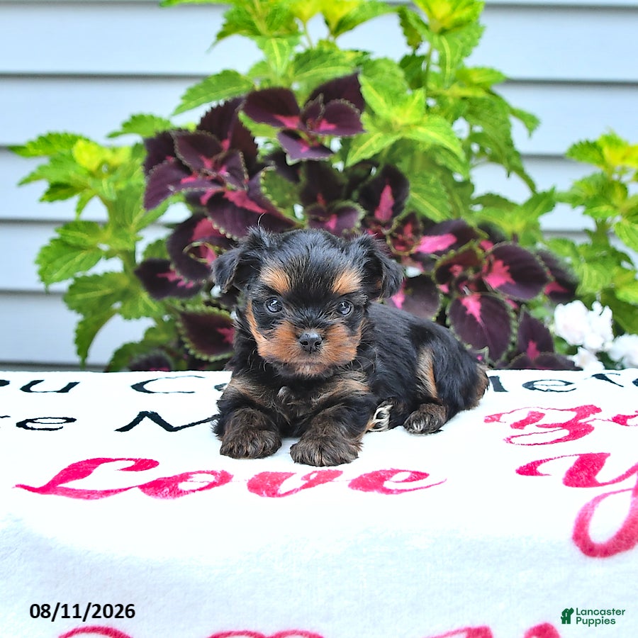 Yorkshire Terrier dogs Peanut  - Ad 2