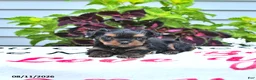 Yorkshire Terrier dogs for sale: Peanut  - Ad 2
