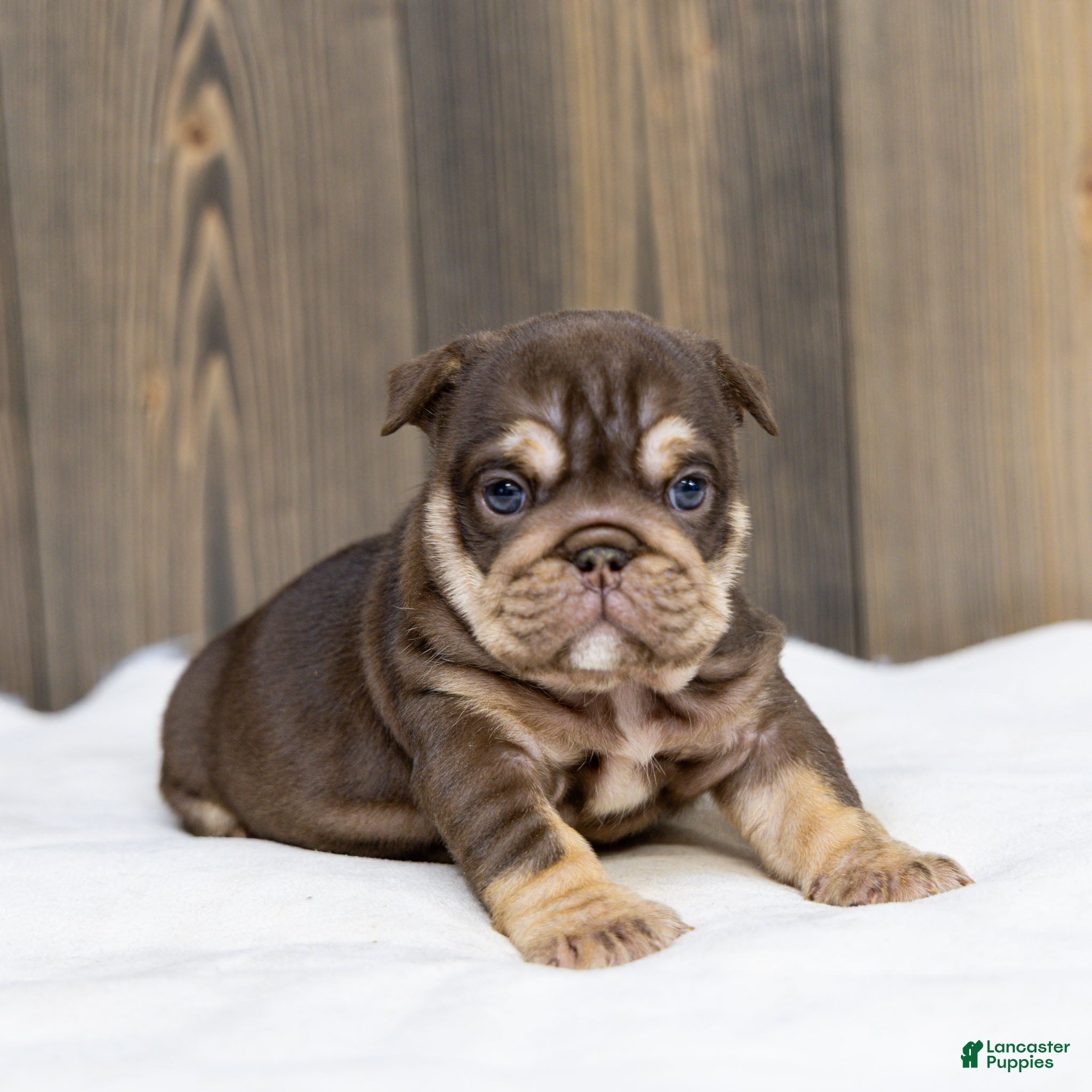 English Bulldog dogs Sable Manroe English Bulldog Puppy  - Ad 1