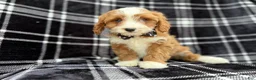 Cavapoo dogs for sale: Mosely - Ad 8