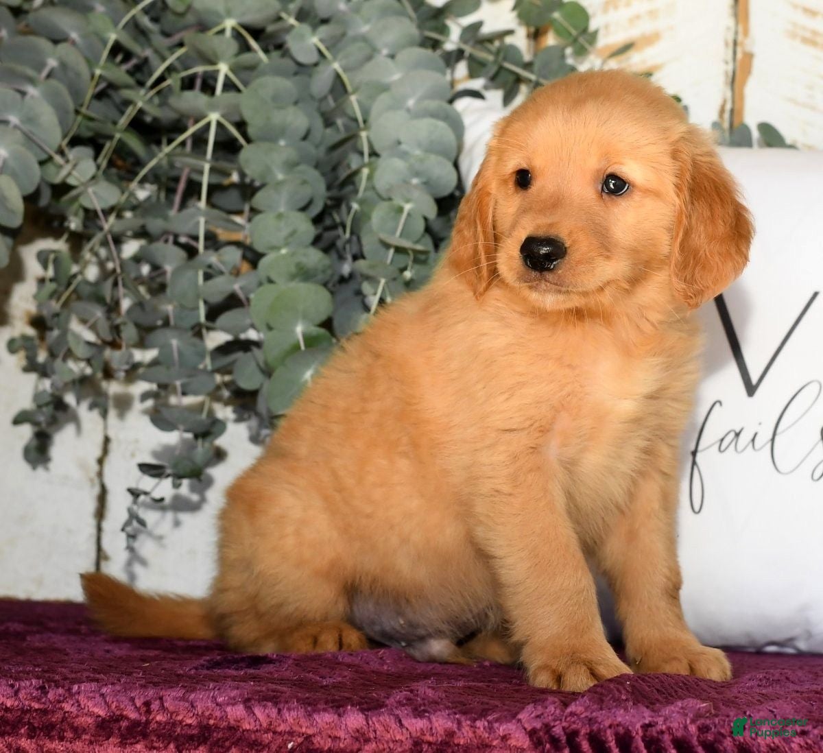 Golden Retriever Puppies Labrador Mastiff Mix Puppies For Sale Dog