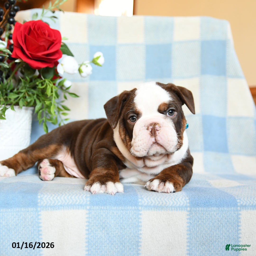 English Bulldog dogs for sale: Shep - Ad 2