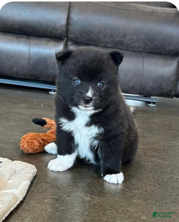Pomsky dogs Zeus - Ad 5