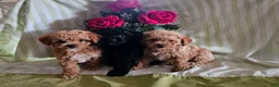 Toy Poodle dogs for sale: Miracle - Ad 4