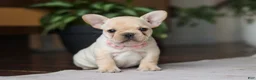 French Bulldog dogs for sale: Hazel - Ad 5