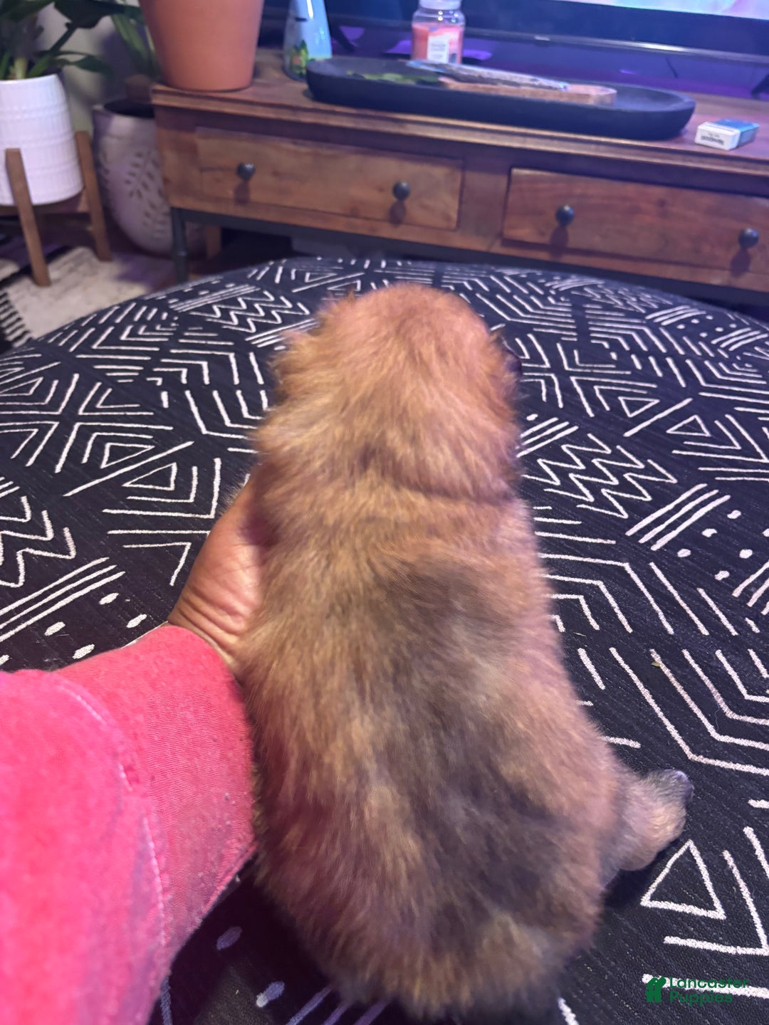 Pomeranian dogs for sale: Chloe - Ad 2