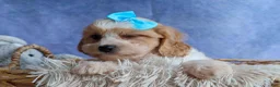 Cavachon dogs for sale: RUSTY - Ad 4