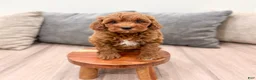 Mini Goldendoodle dogs for sale: Allie - Ad 3