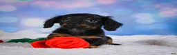 Miniature Dachshund dogs for sale: Winston - Ad 4