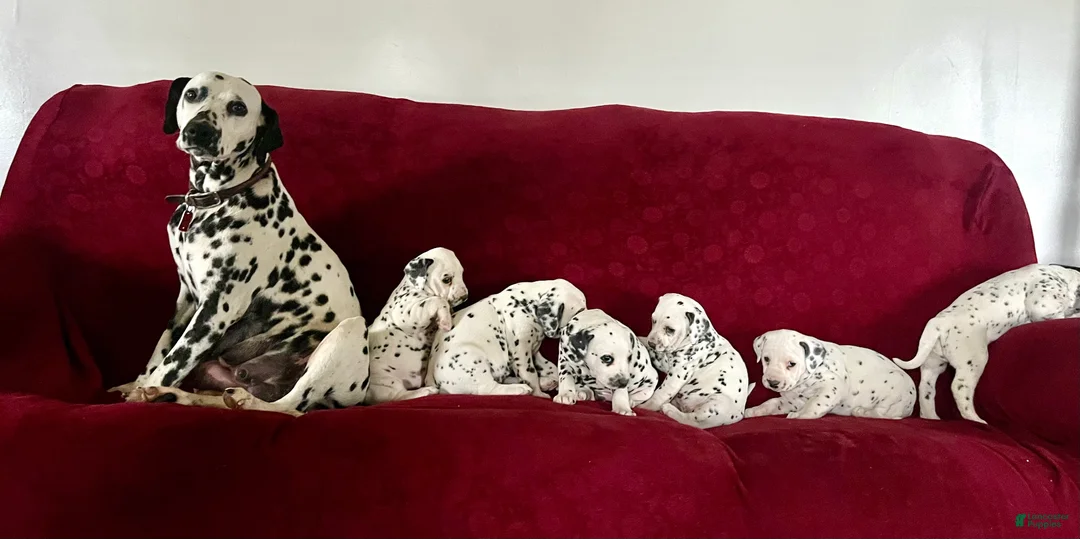 Dalmatian dogs for sale: Tanya❤️AKC HIP CERT Daddy❤️Text or Call 717-716-6440 - Ad 4