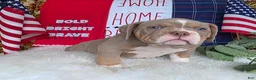 American Bully dogs for sale: Rocket - Ad 6