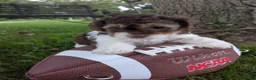 Shihpoo dogs for sale: HANk the TANK - Ad 2