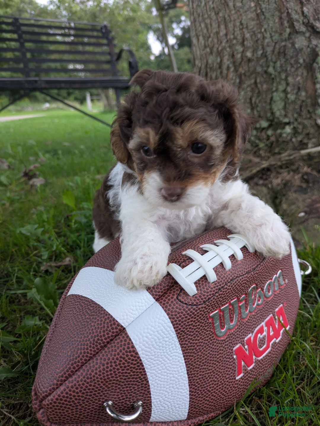 Shihpoo dogs for sale: HANk the TANK - Ad 2