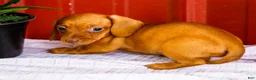Miniature Dachshund dogs for sale: Brenda - Ad 7