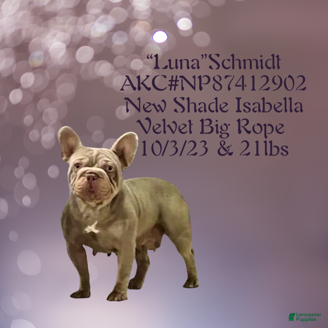 French Bulldog dogs for sale: Avi (m: Light) - Ad 7
