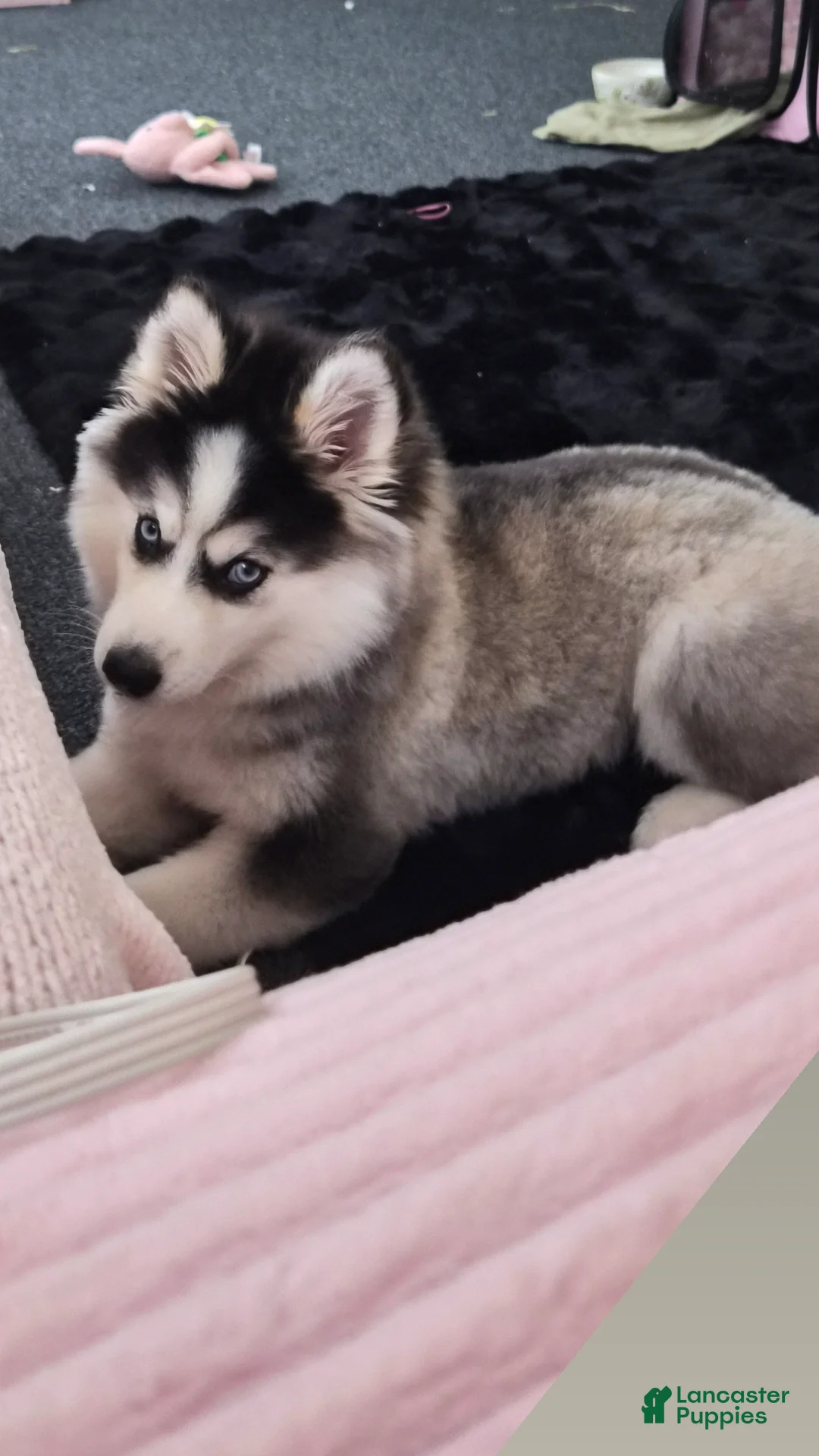 Mixed Breed dogs for sale: Mixed Breed Puppy 1 - Ad 1